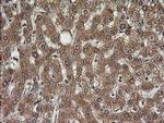 Kallikrein 8 Antibody in Immunohistochemistry (Paraffin) (IHC (P))