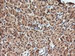 Kallikrein 8 Antibody in Immunohistochemistry (Paraffin) (IHC (P))