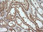 Kallikrein 8 Antibody in Immunohistochemistry (Paraffin) (IHC (P))