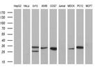 Kallikrein 8 Antibody in Western Blot (WB)