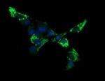 ACAA2 Antibody in Immunocytochemistry (ICC/IF)