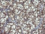 ACAA2 Antibody in Immunohistochemistry (Paraffin) (IHC (P))