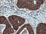 ACAA2 Antibody in Immunohistochemistry (Paraffin) (IHC (P))