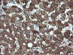 ACAA2 Antibody in Immunohistochemistry (Paraffin) (IHC (P))