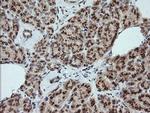 Kallikrein 8 Antibody in Immunohistochemistry (Paraffin) (IHC (P))