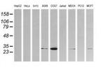 Kallikrein 8 Antibody in Western Blot (WB)