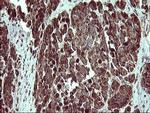 COX6C Antibody in Immunohistochemistry (Paraffin) (IHC (P))