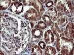 COX6C Antibody in Immunohistochemistry (Paraffin) (IHC (P))