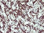 COX6C Antibody in Immunohistochemistry (Paraffin) (IHC (P))