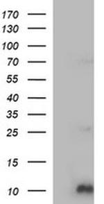 COX6C Antibody in Western Blot (WB)