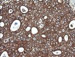 COX6C Antibody in Immunohistochemistry (Paraffin) (IHC (P))