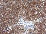 COX6C Antibody in Immunohistochemistry (Paraffin) (IHC (P))