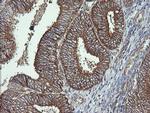 COX6C Antibody in Immunohistochemistry (Paraffin) (IHC (P))