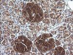 COX6C Antibody in Immunohistochemistry (Paraffin) (IHC (P))