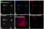 ERG Antibody in Immunocytochemistry (ICC/IF)