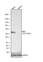 ERG Antibody in Western Blot (WB)