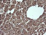 APC11 Antibody in Immunohistochemistry (Paraffin) (IHC (P))