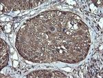 APC11 Antibody in Immunohistochemistry (Paraffin) (IHC (P))