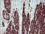 Arginase 2 Antibody in Immunohistochemistry (Paraffin) (IHC (P))