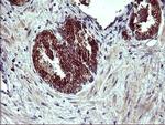 Arginase 2 Antibody in Immunohistochemistry (Paraffin) (IHC (P))