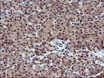 RAPGEF1 Antibody in Immunohistochemistry (Paraffin) (IHC (P))