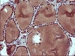 RAPGEF1 Antibody in Immunohistochemistry (Paraffin) (IHC (P))