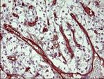 PPAP2A Antibody in Immunohistochemistry (Paraffin) (IHC (P))