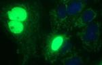 POLR3GL Antibody in Immunocytochemistry (ICC/IF)