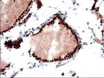 POLR3GL Antibody in Immunohistochemistry (Paraffin) (IHC (P))