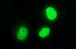 POLR3GL Antibody in Immunocytochemistry (ICC/IF)