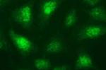 Necdin Antibody in Immunocytochemistry (ICC/IF)