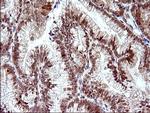 Necdin Antibody in Immunohistochemistry (Paraffin) (IHC (P))