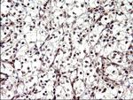 Necdin Antibody in Immunohistochemistry (Paraffin) (IHC (P))