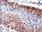 Necdin Antibody in Immunohistochemistry (Paraffin) (IHC (P))