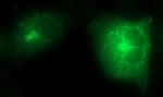 SCAMP2 Antibody in Immunocytochemistry (ICC/IF)