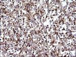 SCAMP2 Antibody in Immunohistochemistry (Paraffin) (IHC (P))