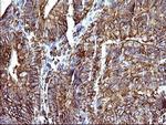 SCAMP2 Antibody in Immunohistochemistry (Paraffin) (IHC (P))