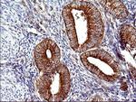 SCAMP2 Antibody in Immunohistochemistry (Paraffin) (IHC (P))