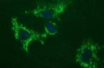 C17orf62 Antibody in Immunocytochemistry (ICC/IF)