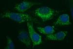 HAUS7 Antibody in Immunocytochemistry (ICC/IF)