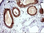 HAUS7 Antibody in Immunohistochemistry (Paraffin) (IHC (P))