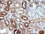 HAUS7 Antibody in Immunohistochemistry (Paraffin) (IHC (P))