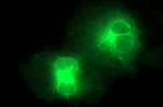 SR-BI Antibody in Immunocytochemistry (ICC/IF)