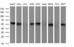 SR-BI Antibody in Western Blot (WB)