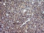 SHBG Antibody in Immunohistochemistry (Paraffin) (IHC (P))