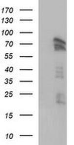 AMOT Antibody in Western Blot (WB)