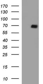 SR-BI Antibody in Western Blot (WB)