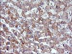 VEGFB Antibody in Immunohistochemistry (Paraffin) (IHC (P))