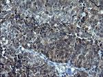 SCF Antibody in Immunohistochemistry (Paraffin) (IHC (P))