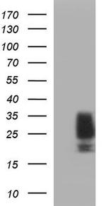 SCF Antibody in Western Blot (WB)